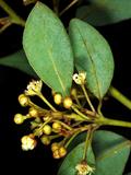 Mexican Bay Leaf